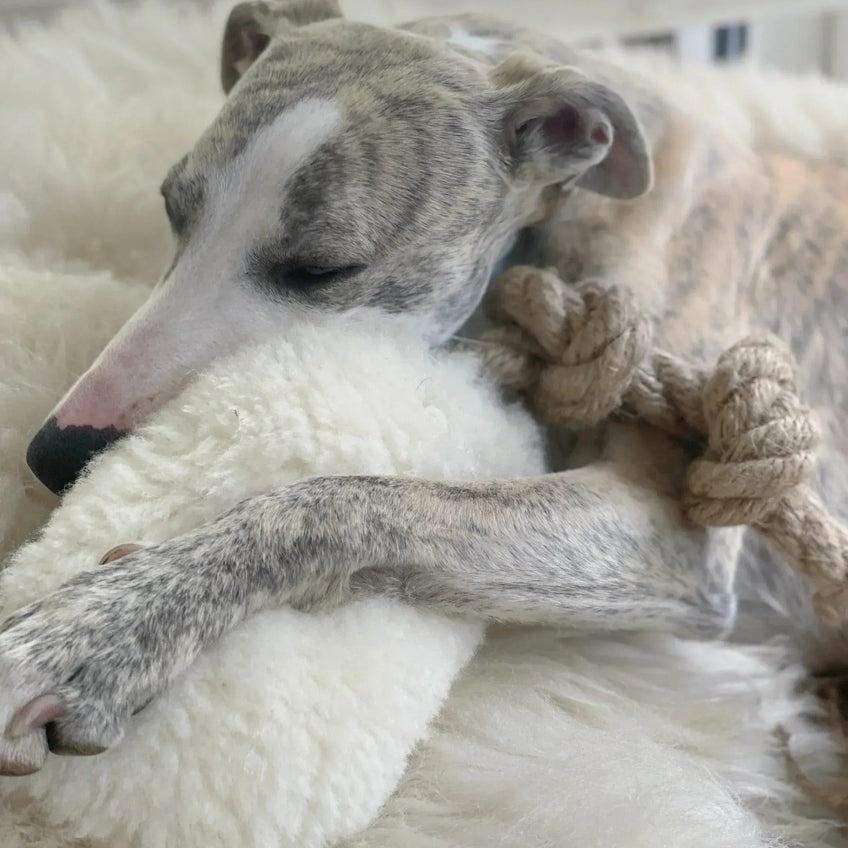 Natural Woolen Dog Tug Toy - Beige-3
