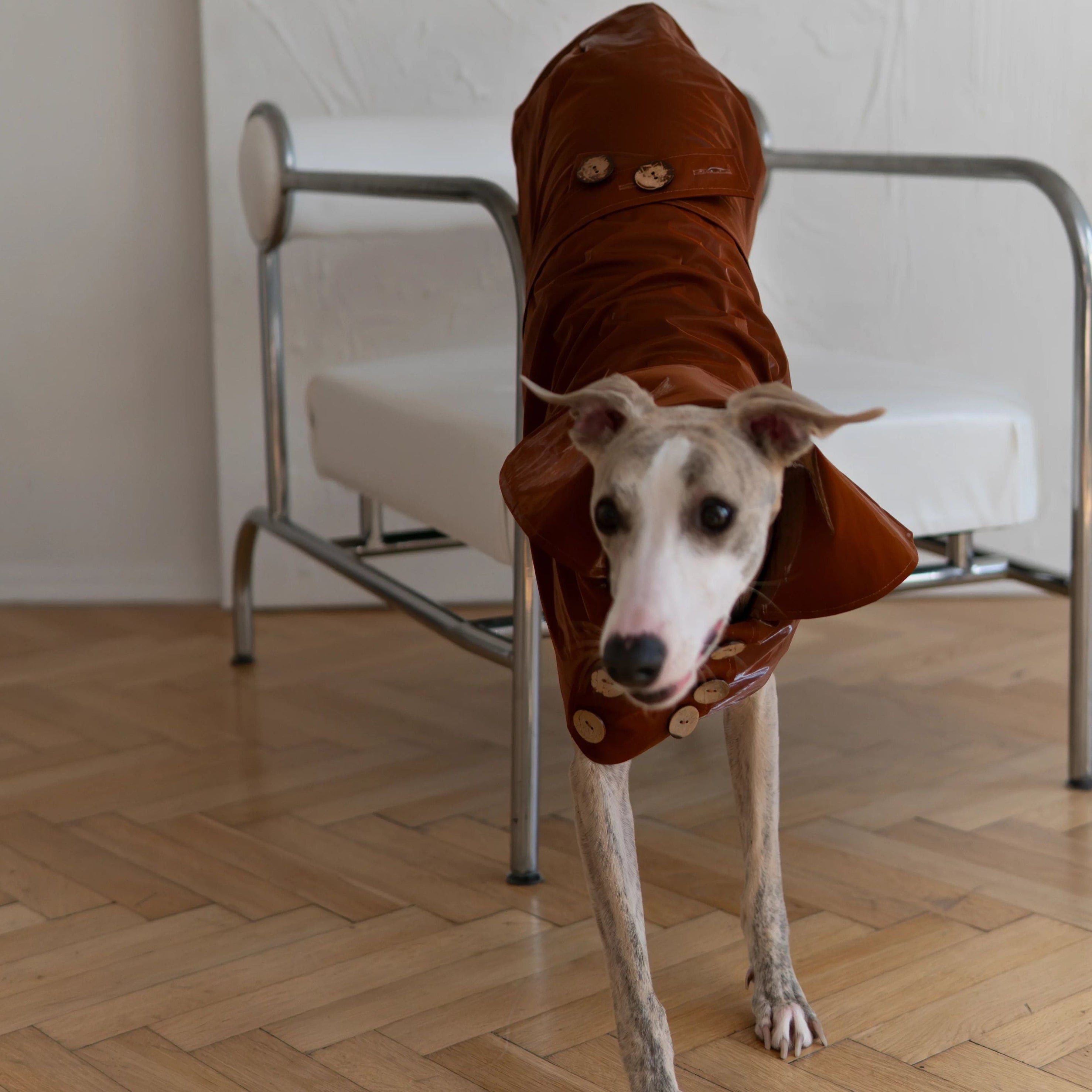 Water-repellent Dog Trench Coat - Chocolate Brown-2