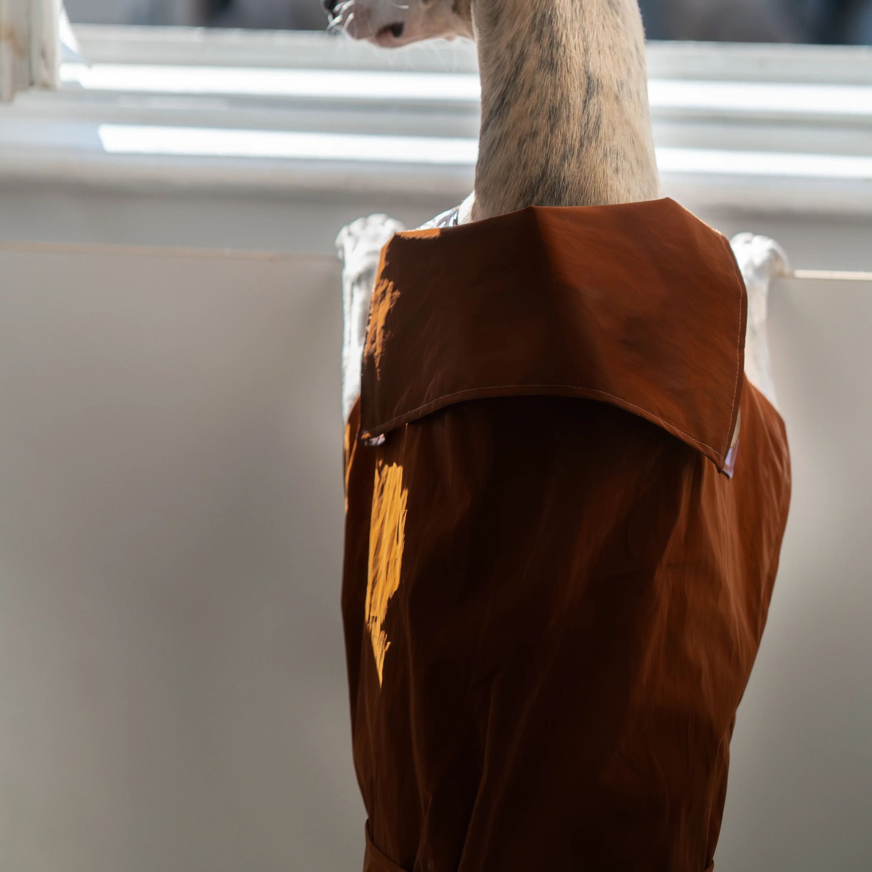 Water-repellent Dog Trench Coat - Chocolate Brown-4