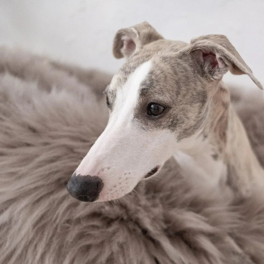 Oval Natural Sheepskin Pet Bed - Greige-3