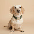 Velvet Collar - Forest Green