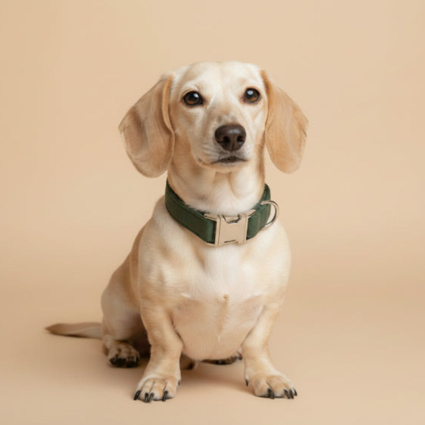 Velvet Collar - Forest Green