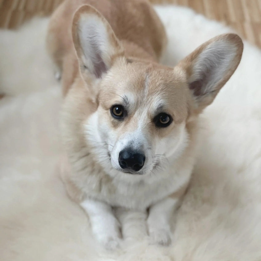 Natural Sheepskin Rug - Ivory-3