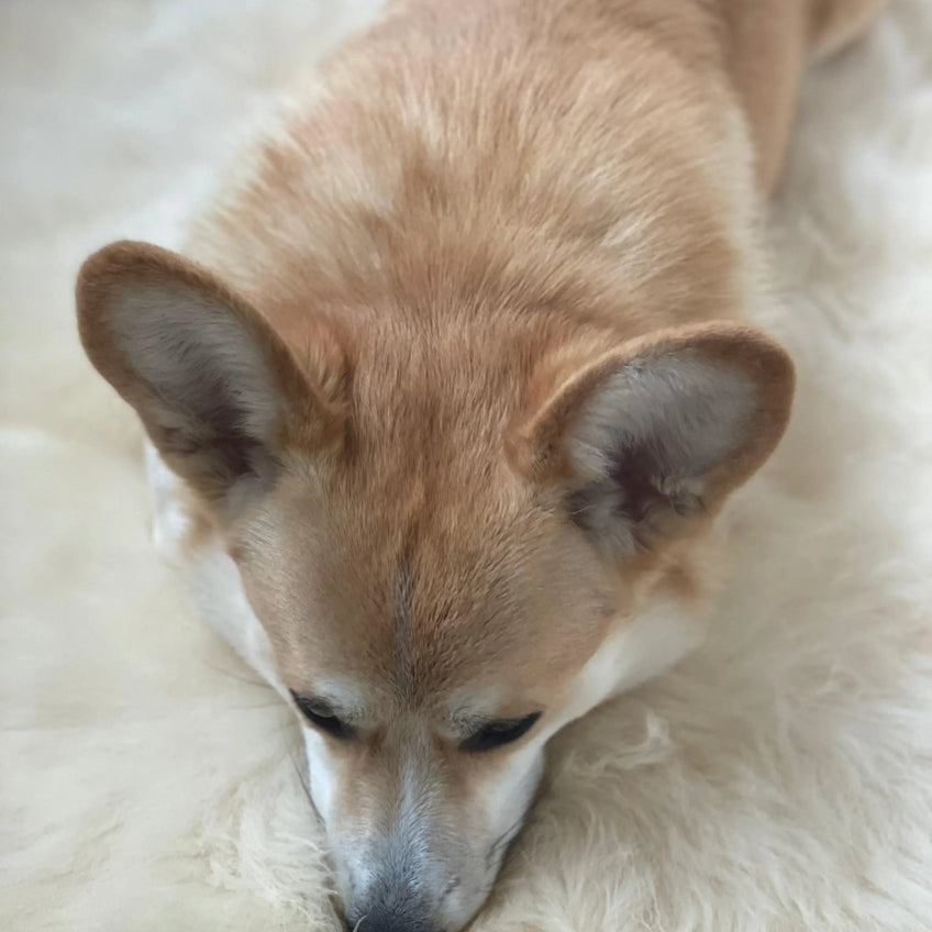 Natural Sheepskin Rug - Ivory-4