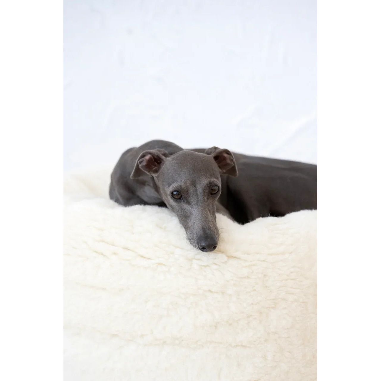 Oval Natural Wool Pet Bed - White-1