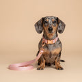 Velvet Collar - Rose Gold